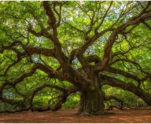 Concept 01- The Tree Trunk with Branches – ONE GOD  – many Faiths/Approaches with the same message so we can understand our role on Earth